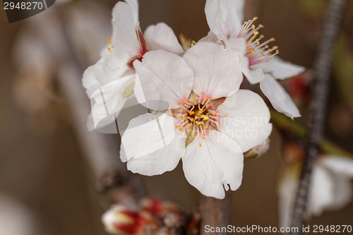 Image of Tree flowering