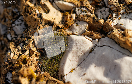 Image of Rockery