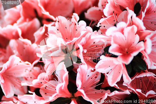 Image of Beautiful flower