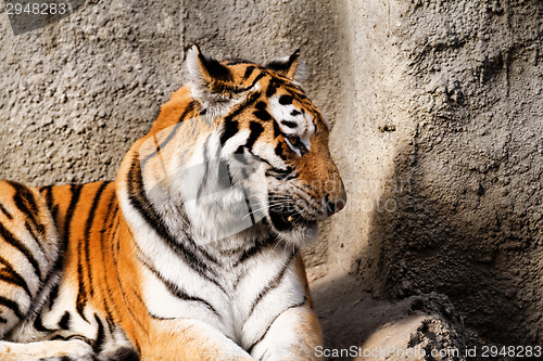 Image of Tiger mum