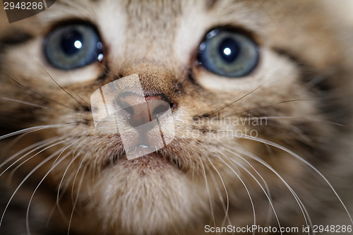 Image of Cute kitten
