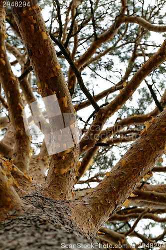 Image of Tree trunk