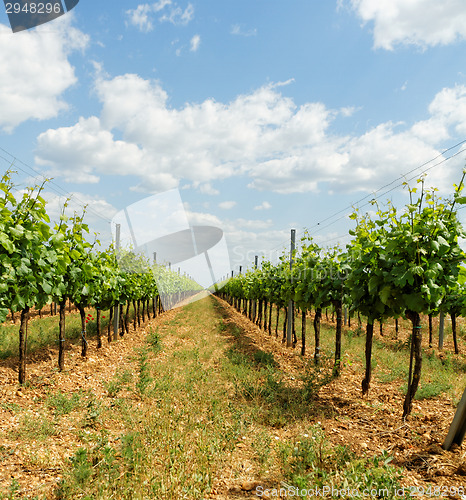 Image of Tokay grapes