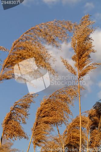 Image of Gold grass
