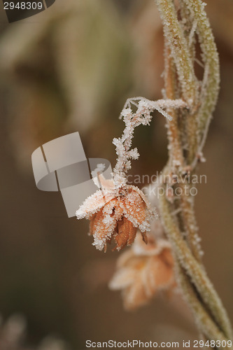 Image of Frosted plants