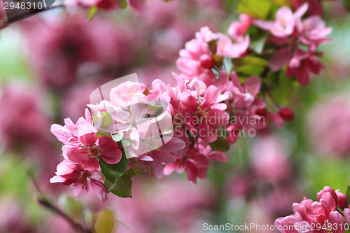 Image of Pink flower