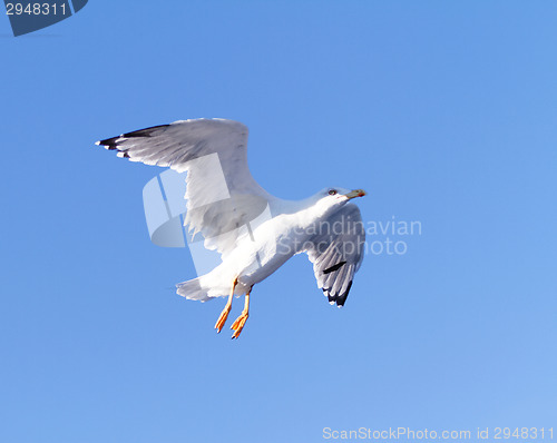 Image of Seagull