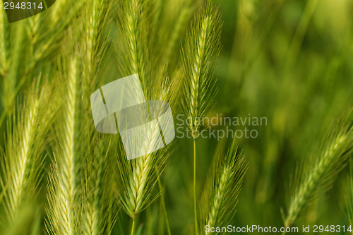 Image of Green grain