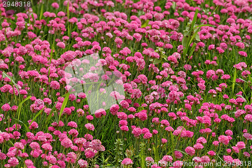 Image of Pink flowers