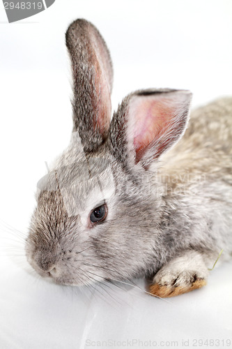 Image of Gray rabbit
