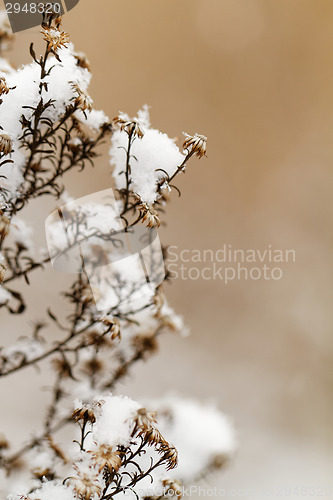 Image of Snowy plant