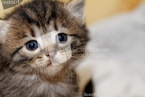 Image of Cute kitten