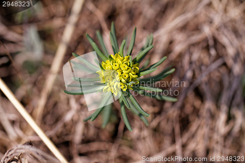 Image of Special flower