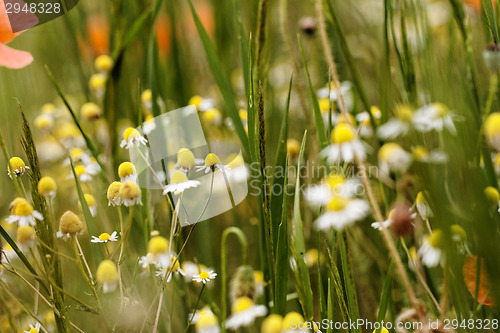 Image of Wild flowers