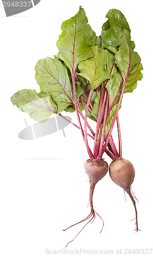 Image of Two Beet Roots