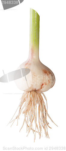 Image of Young Garlic With Long Stalk