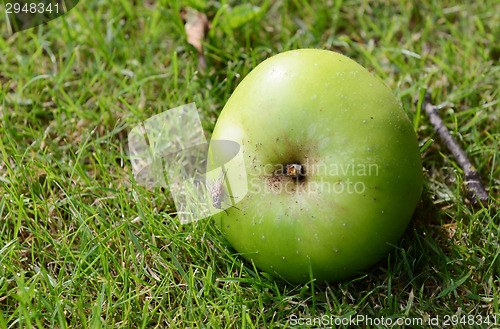 Image of Fly on a windfall apple