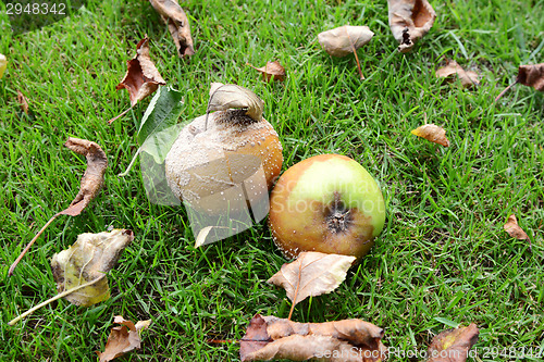 Image of Rotting, mouldy windfall apples