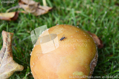 Image of Small fly on a rotten windfall apple