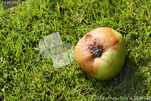 Image of Rotten windfall apple