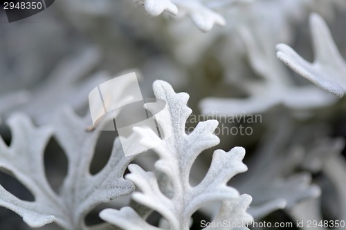Image of white flowers.