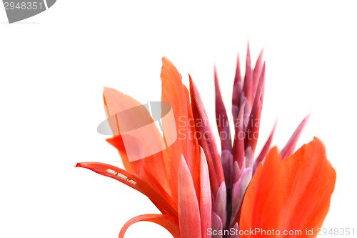 Image of red flowers isolated on the background white