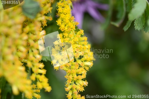 Image of Close up of yellow flower