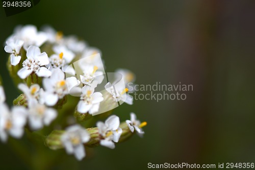 Image of white flowers