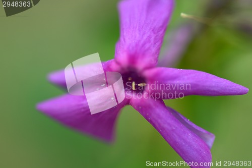 Image of Pink flower, macro on flower, beautiful abstract background