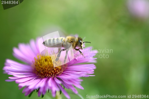 Image of Bee and flower, close up