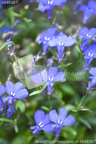 Image of Close up of blue flower on field