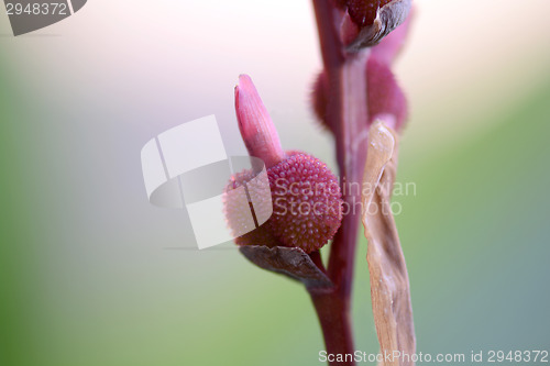 Image of Field with red flower, close up