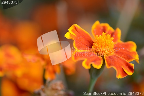 Image of very beautiful bright orange flower in macro