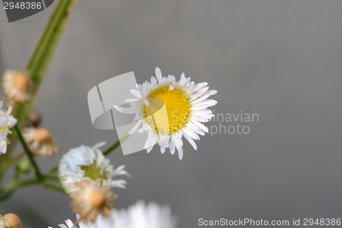 Image of Small sunny chamomile flowers close-up