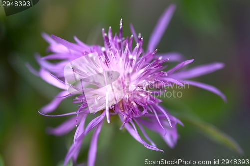 Image of Close up of blue flower on flower field