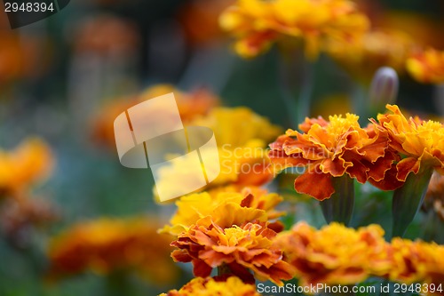 Image of Close up of orange flower on field