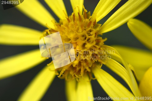 Image of Close up of yellow flower aster, daisy
