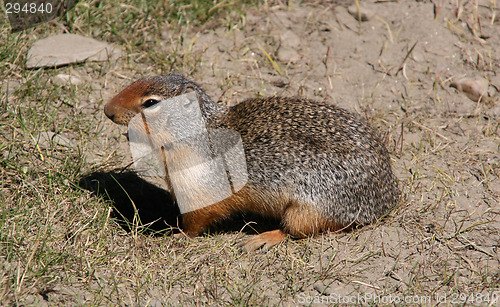 Image of Columbian Ground Squirrel