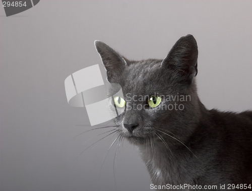 Image of Grey Kitten