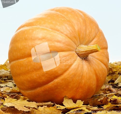 Image of Ripe pumpkins