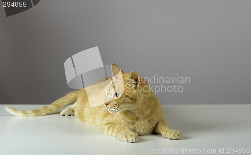 Image of Kitten