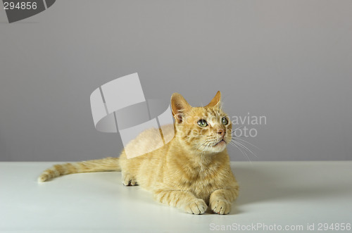 Image of Kitten