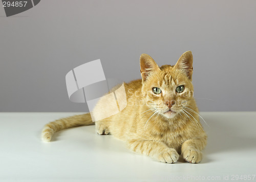 Image of Kitten