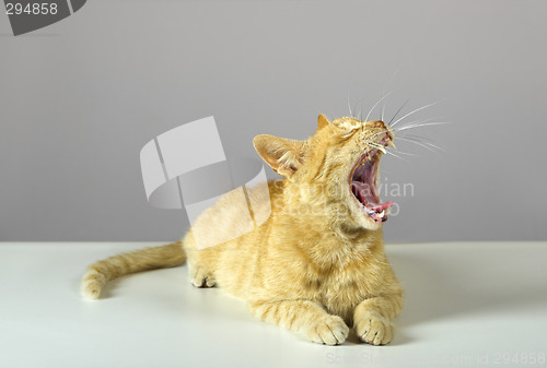 Image of Kitten