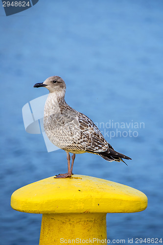 Image of seagull on a pollard