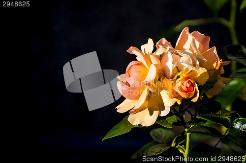 Image of rose with black blurred background