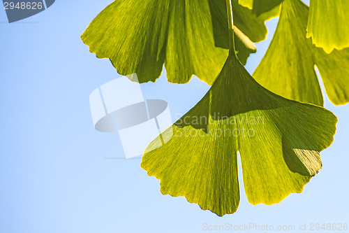 Image of Ginkgo leaves at a tree