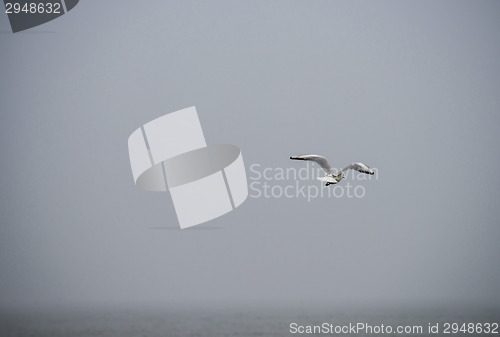 Image of Seagull over the Baltic sea