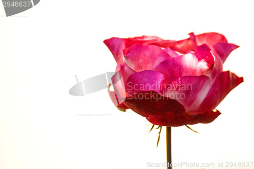 Image of Rose with white background