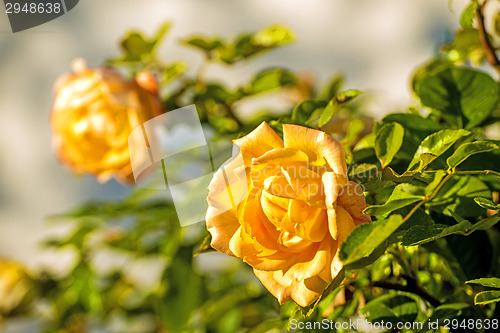 Image of Rose with blurred, gray background